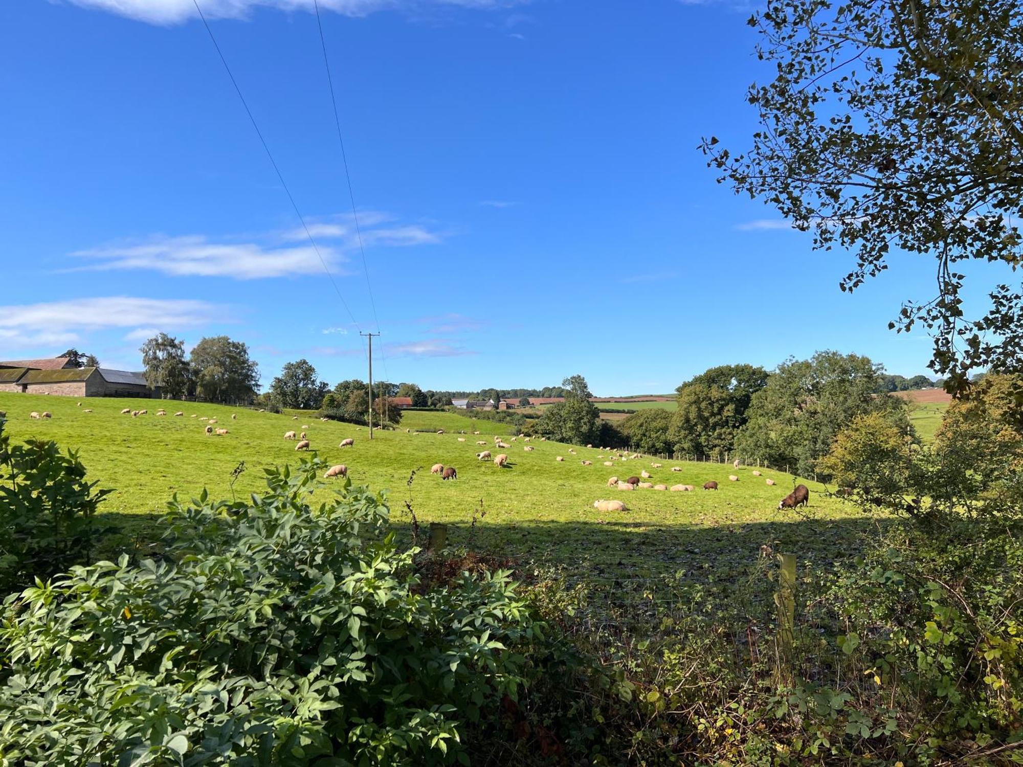 Beautiful Cabins In Herefordshire Countryside Kültér fotó